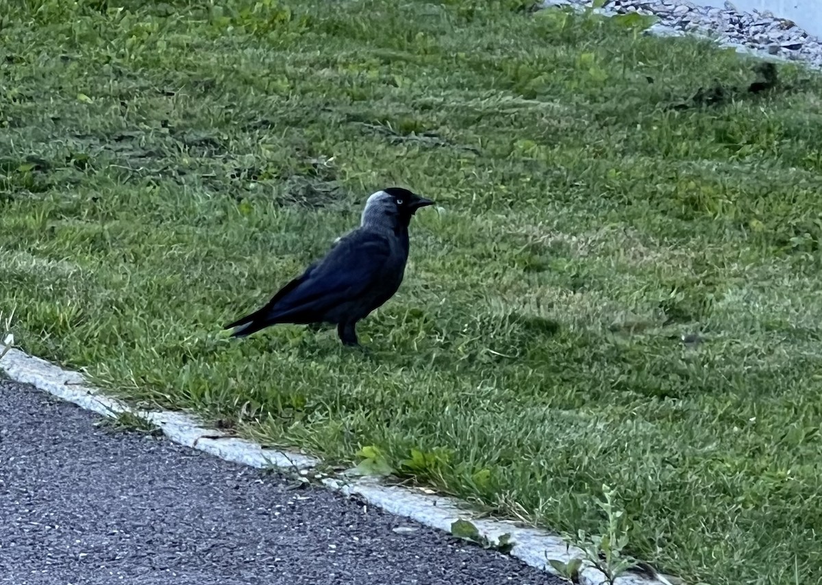 Eurasian Jackdaw - ML621968726