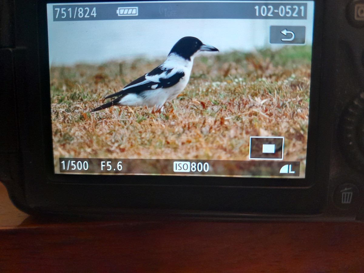 Black-backed Butcherbird - Erik FORSYTH