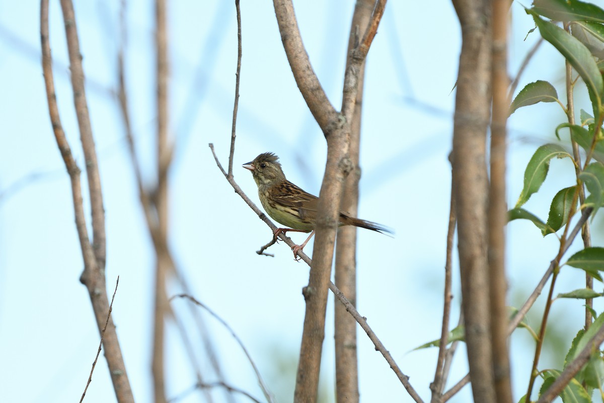 Black-faced Bunting - Vladimir Murmilo