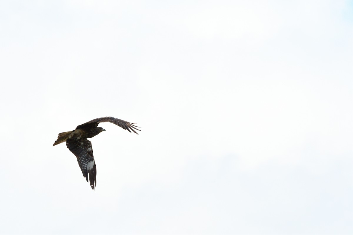 Black Kite - ML621968832