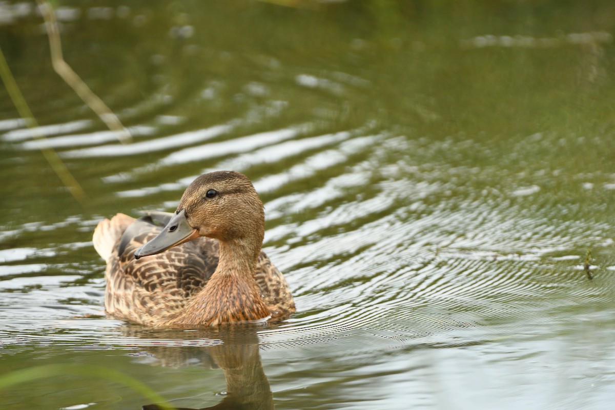 Mallard - ML621968835