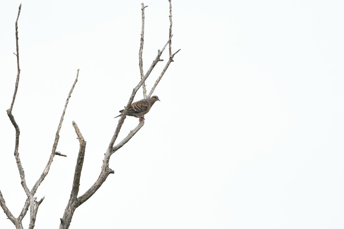 Oriental Turtle-Dove - ML621968843