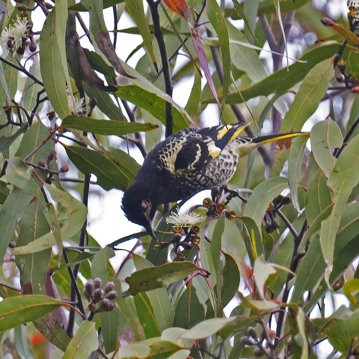 Regent Honeyeater - ML621969058