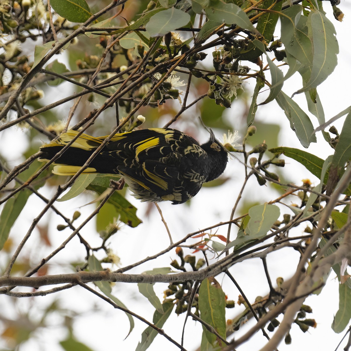 Regent Honeyeater - ML621969059