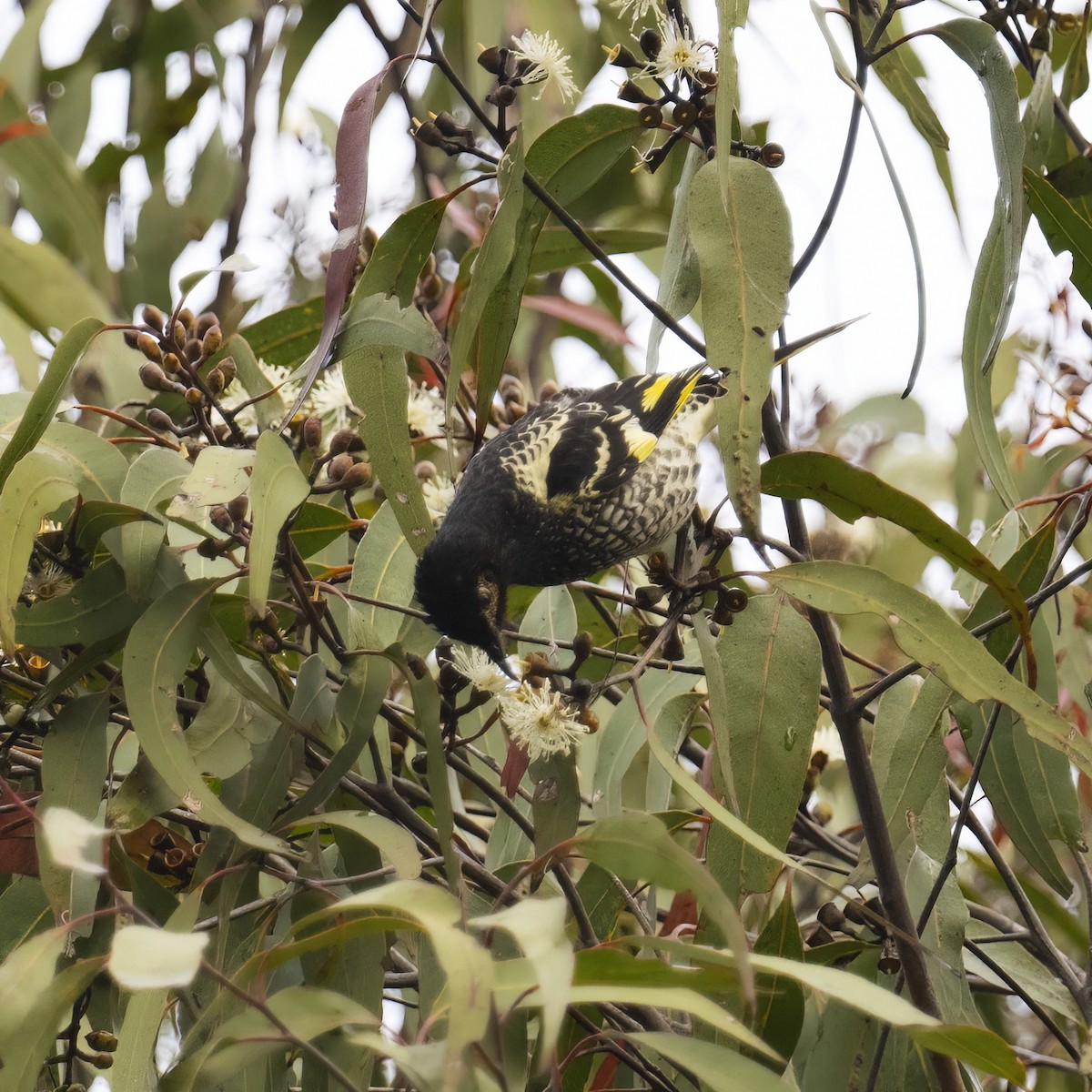 Regent Honeyeater - ML621969060