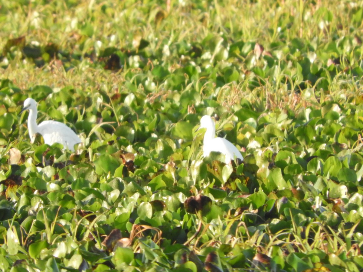 Snowy Egret - ML621969124