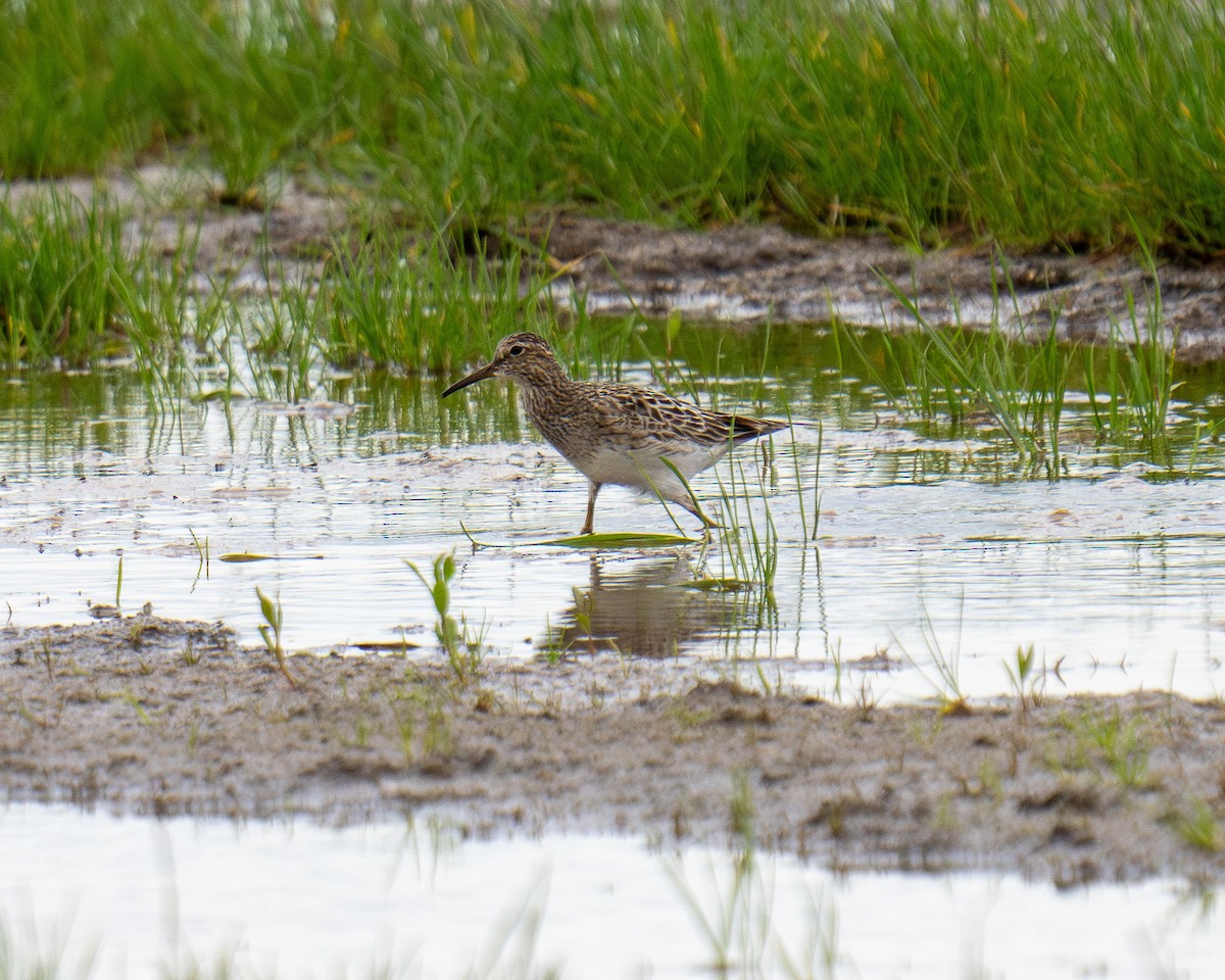 Pectoral Sandpiper - ML621969133