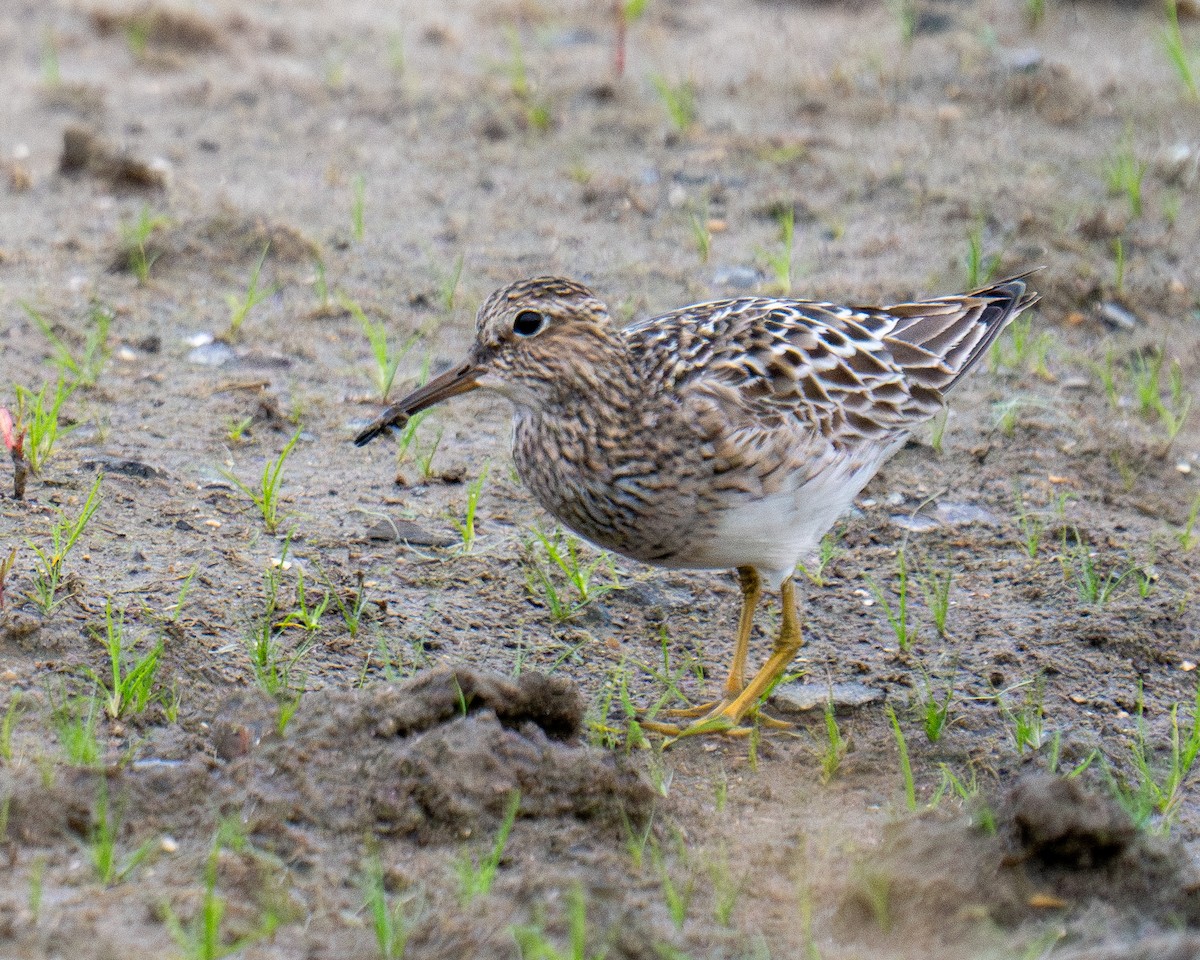 Pectoral Sandpiper - ML621969134