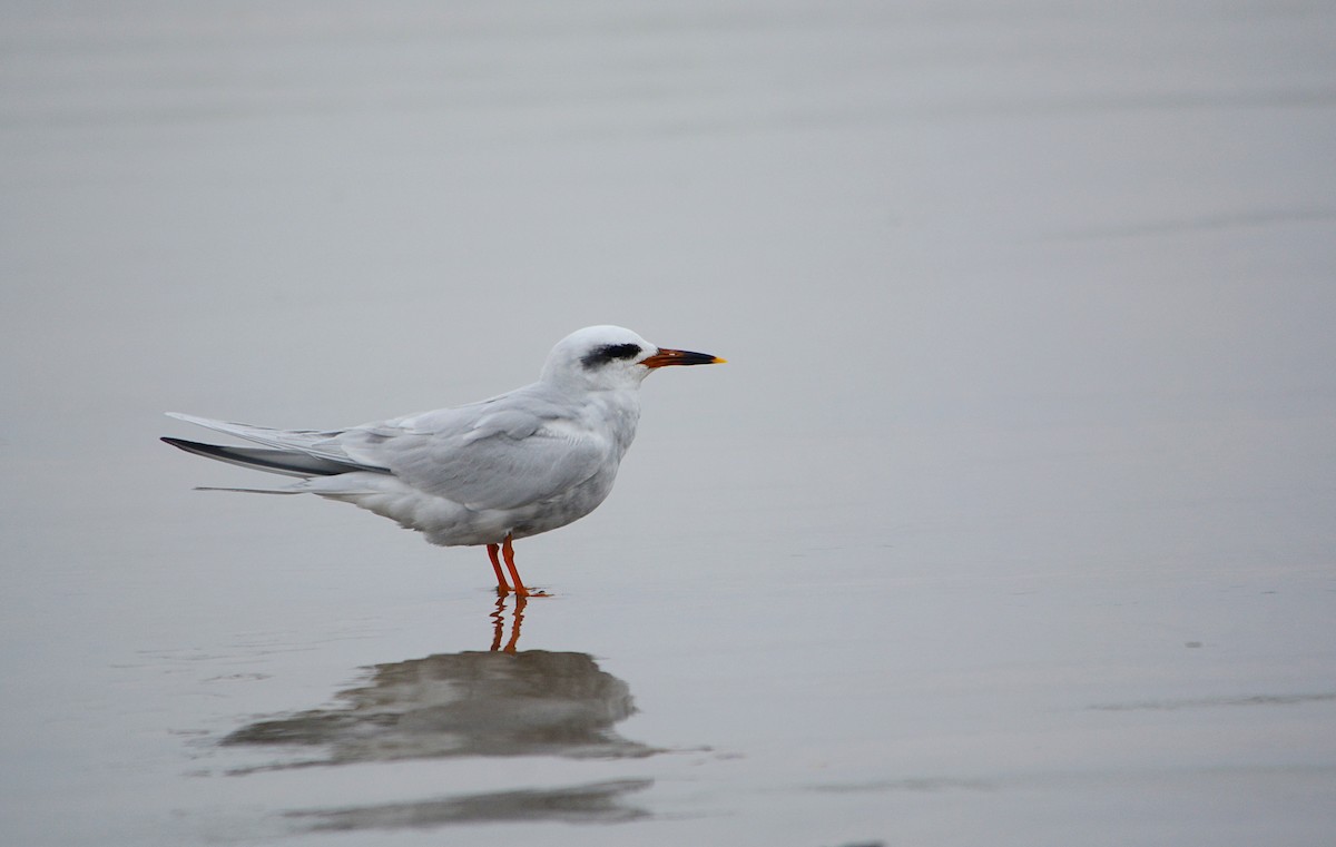 Snowy-crowned Tern - ML621969163