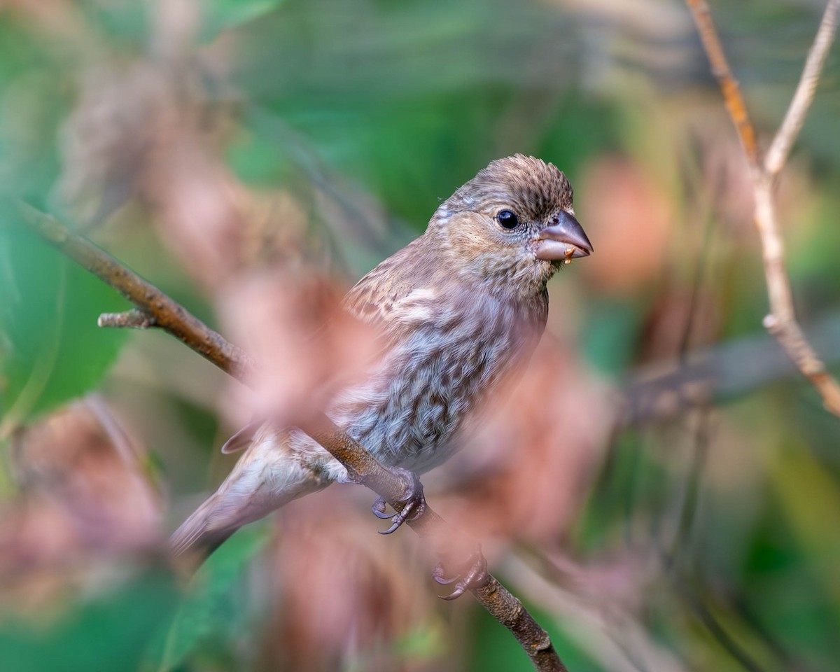 House Finch - ML621969181