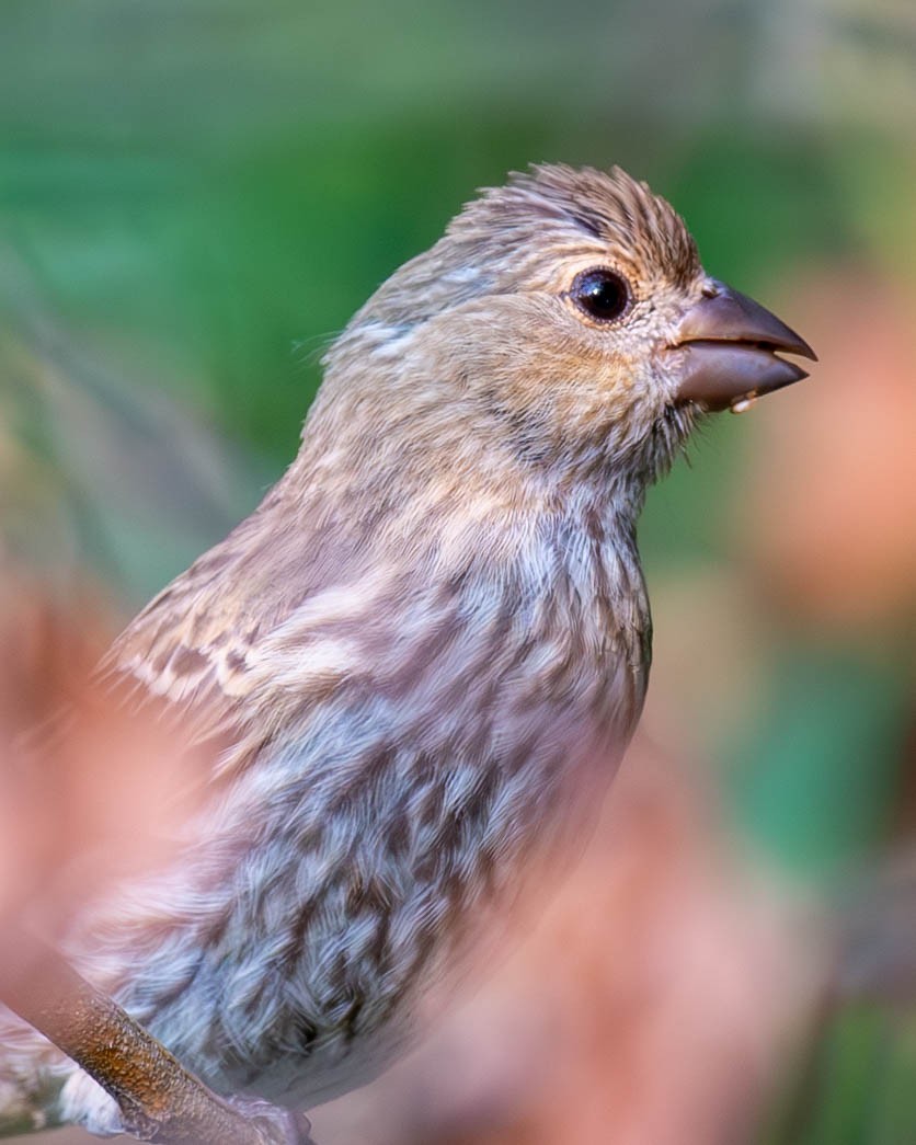 House Finch - ML621969182