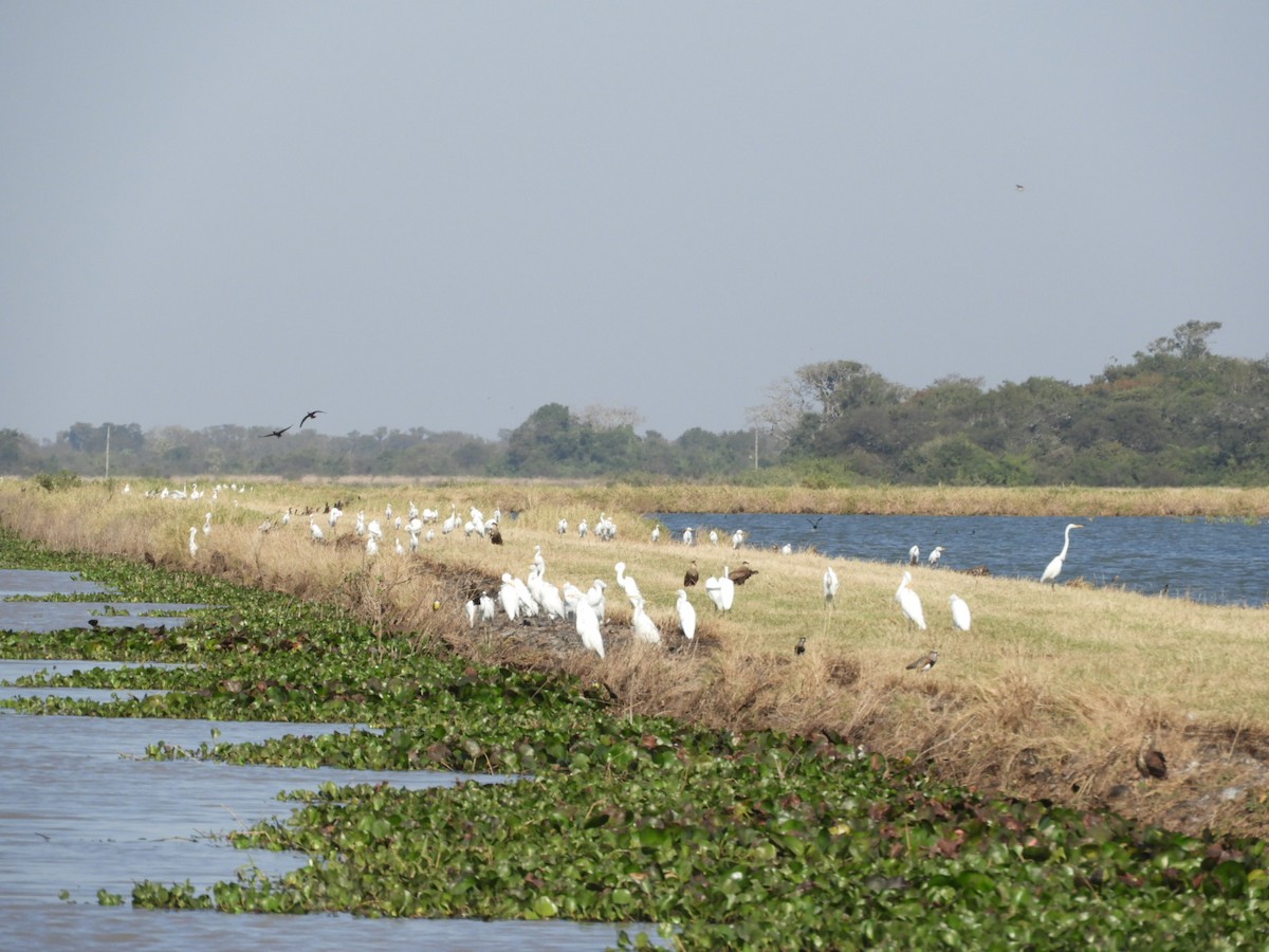 Snowy Egret - ML621969208