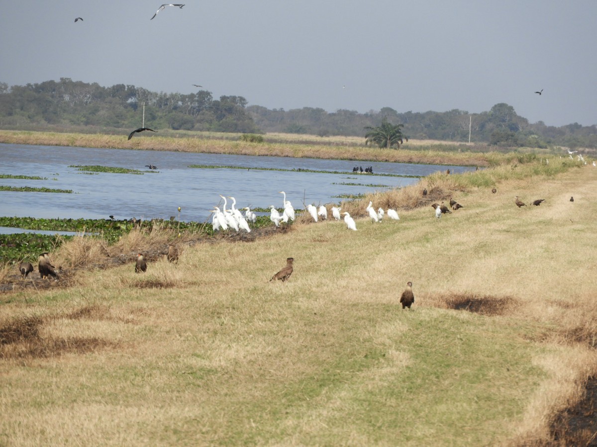 Snowy Egret - ML621969209