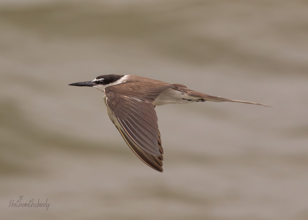 Bridled Tern - ML621969305