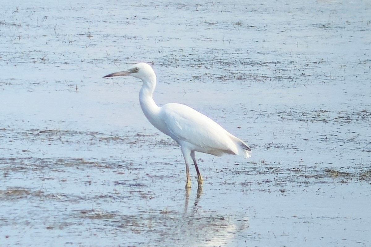 Little Blue Heron - ML621969309