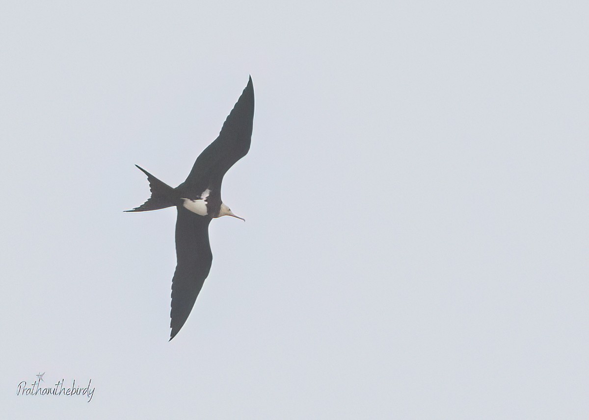 Lesser Frigatebird - ML621969312