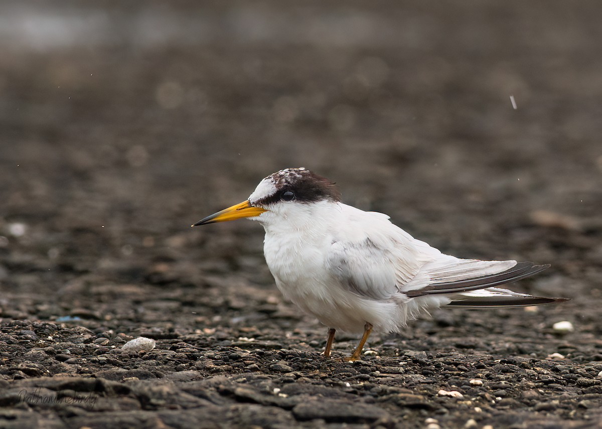 Saunders's Tern - ML621969357