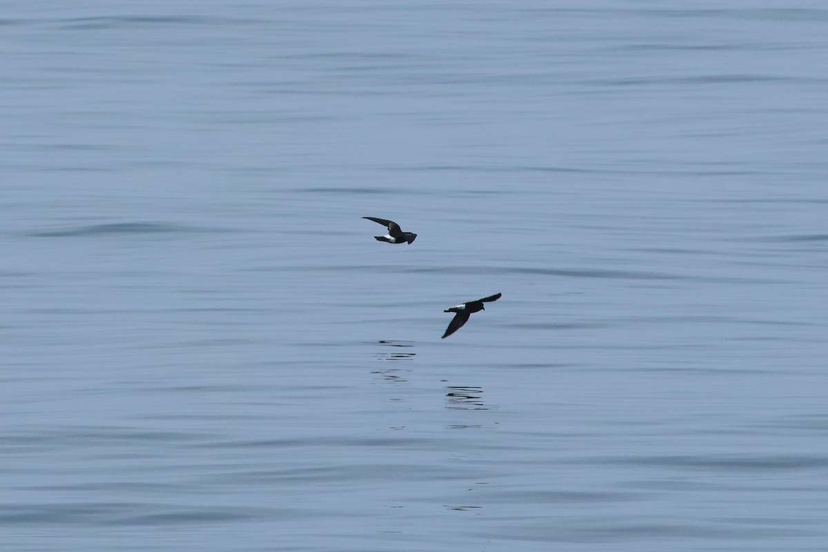 Wilson's Storm-Petrel - ML621969404