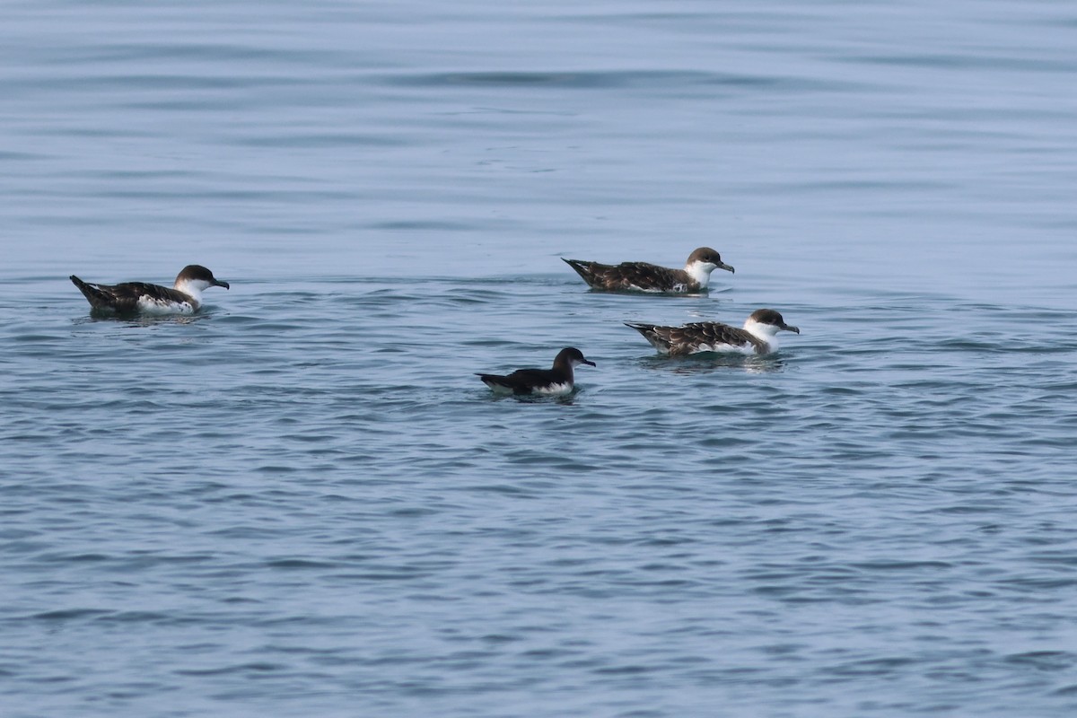 Manx Shearwater - ML621969414