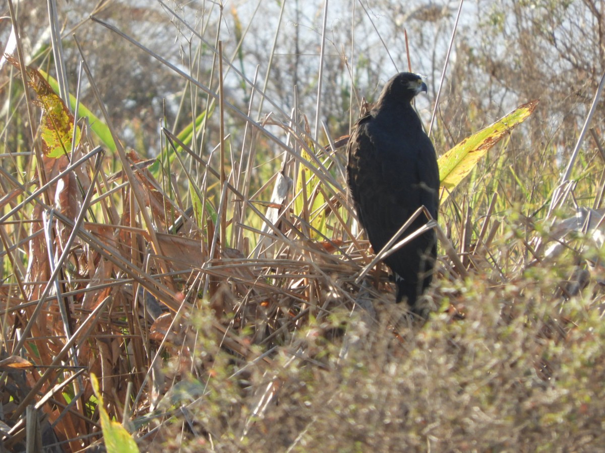 Great Black Hawk - ML621969505