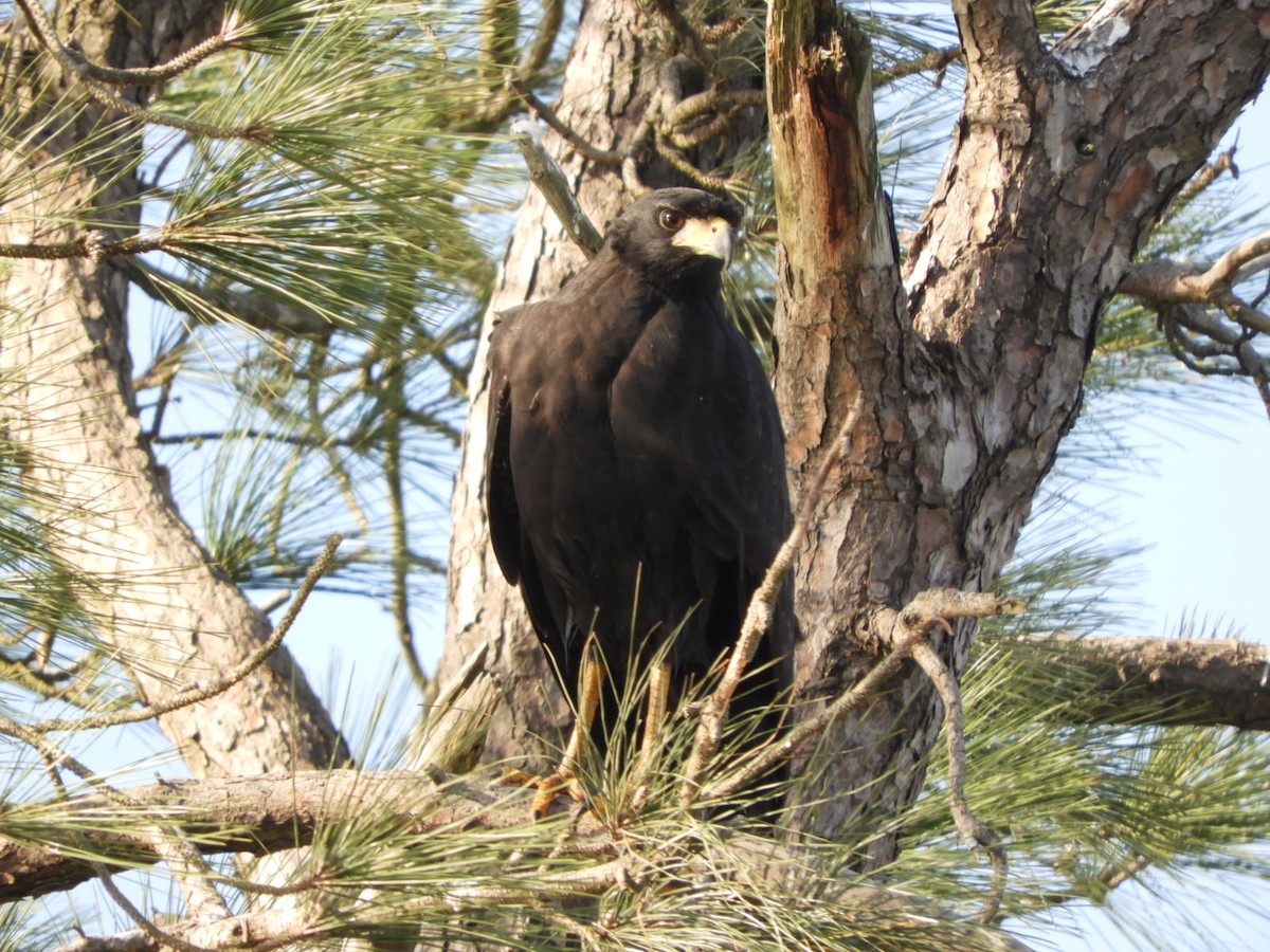 Great Black Hawk - ML621969507