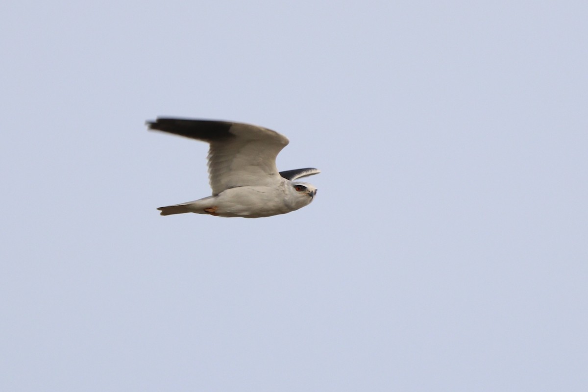 Black-winged Kite - ML621969518