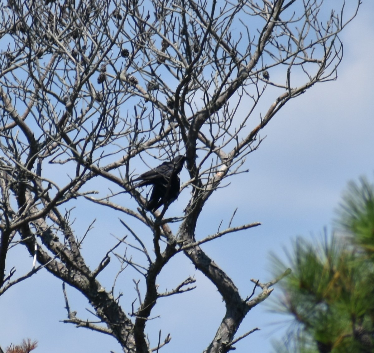 American Crow - ML621969542