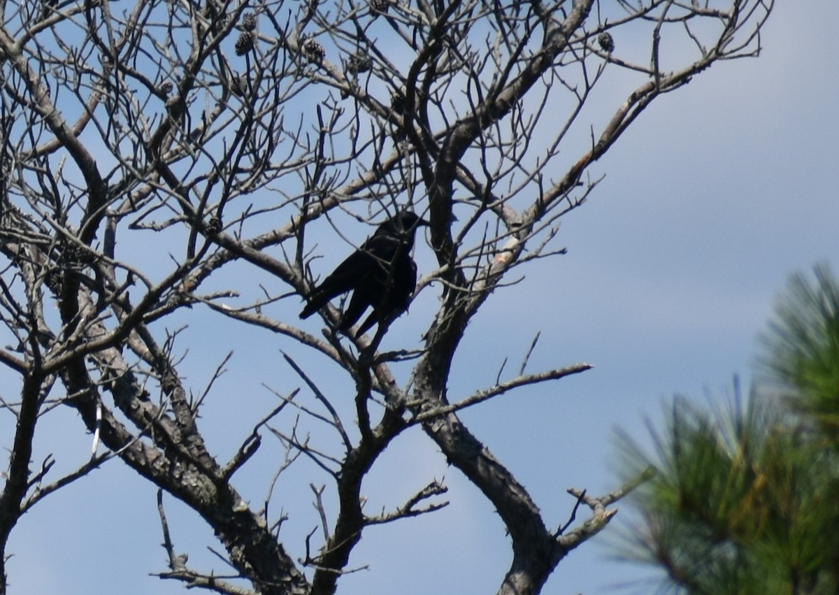 American Crow - ML621969544