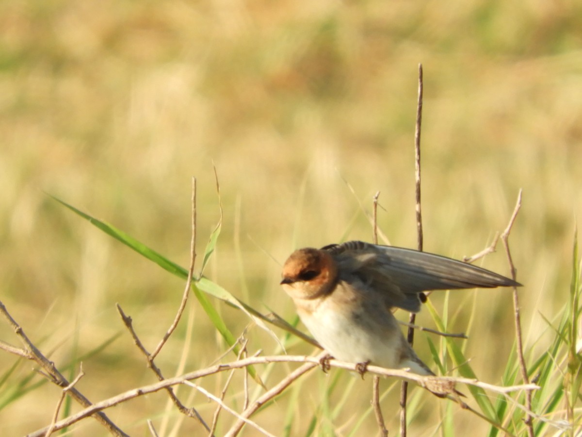 Tawny-headed Swallow - ML621969583