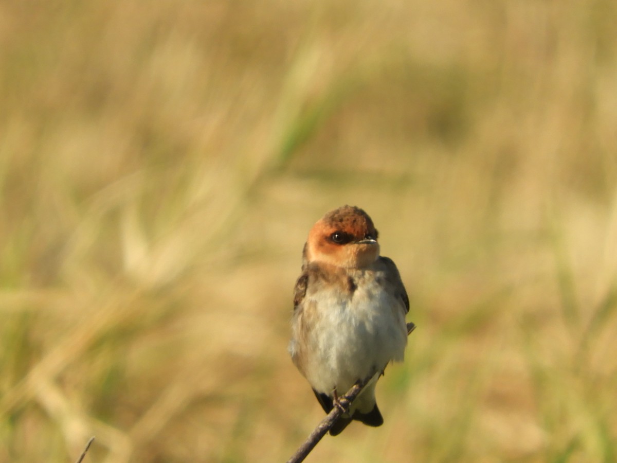 Tawny-headed Swallow - ML621969584