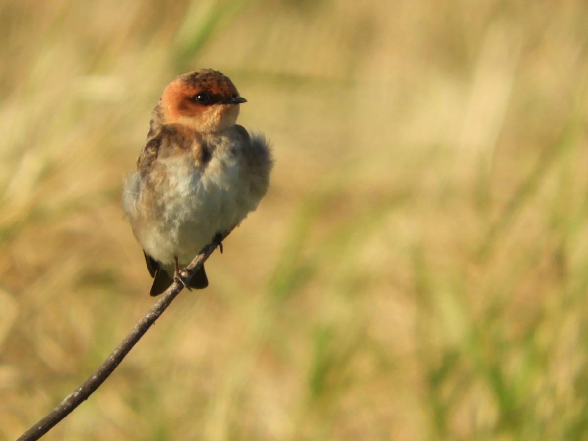 Tawny-headed Swallow - ML621969585