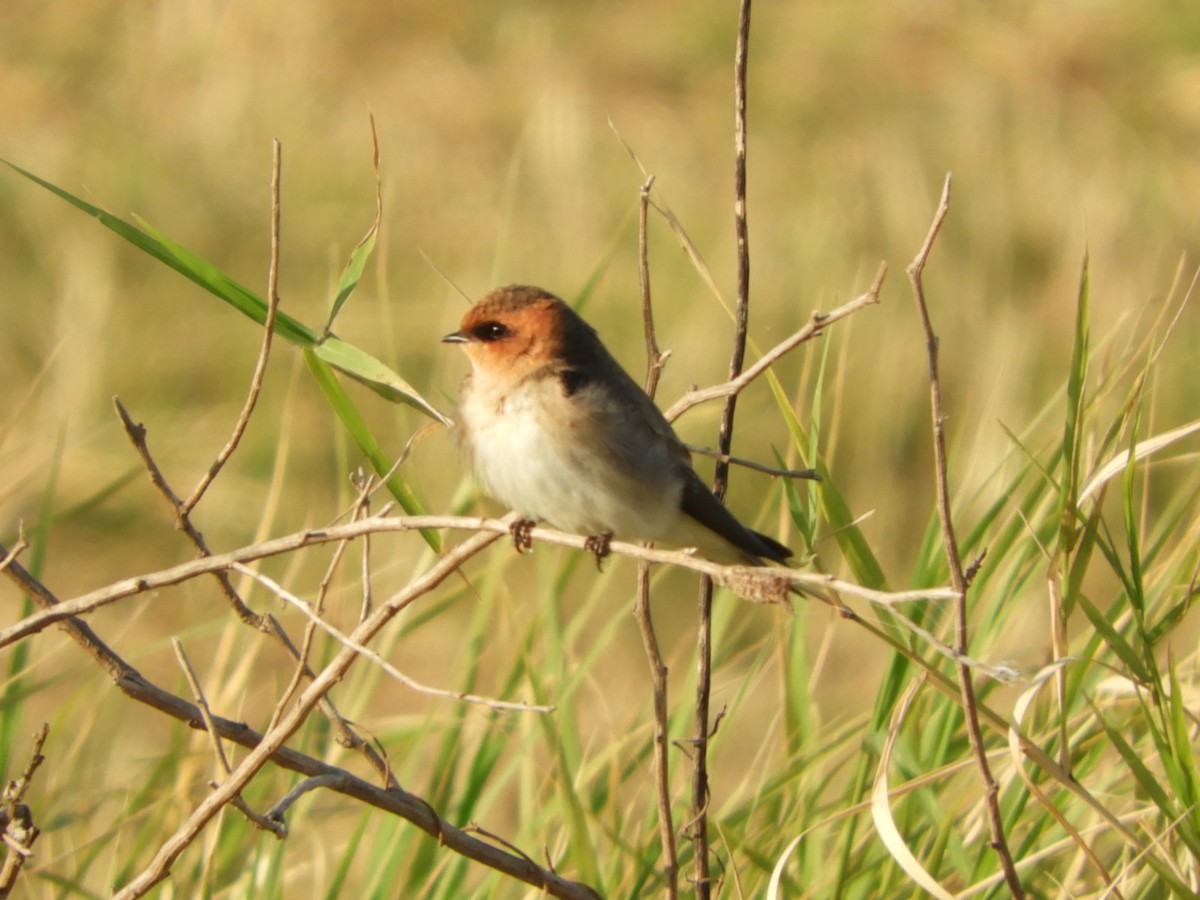 Tawny-headed Swallow - ML621969586