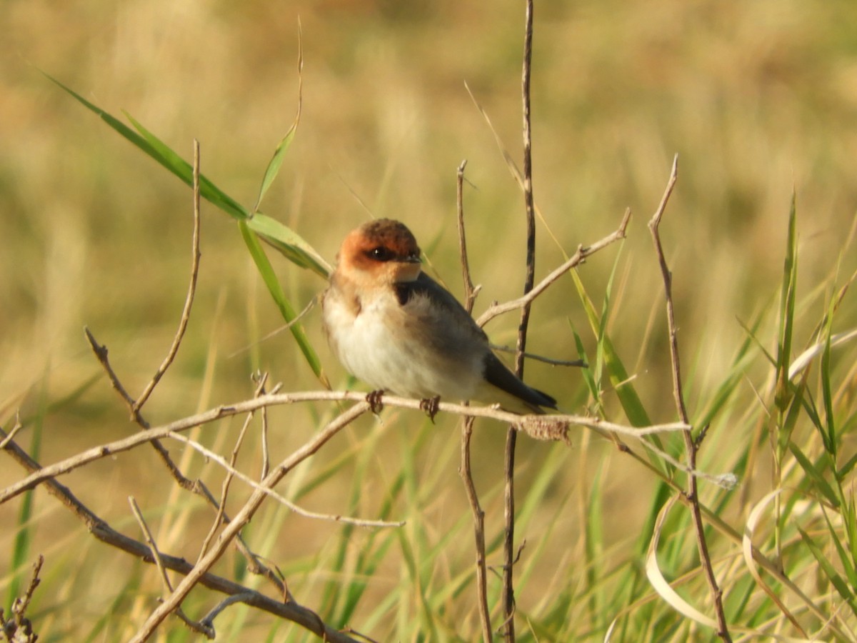 Tawny-headed Swallow - ML621969590