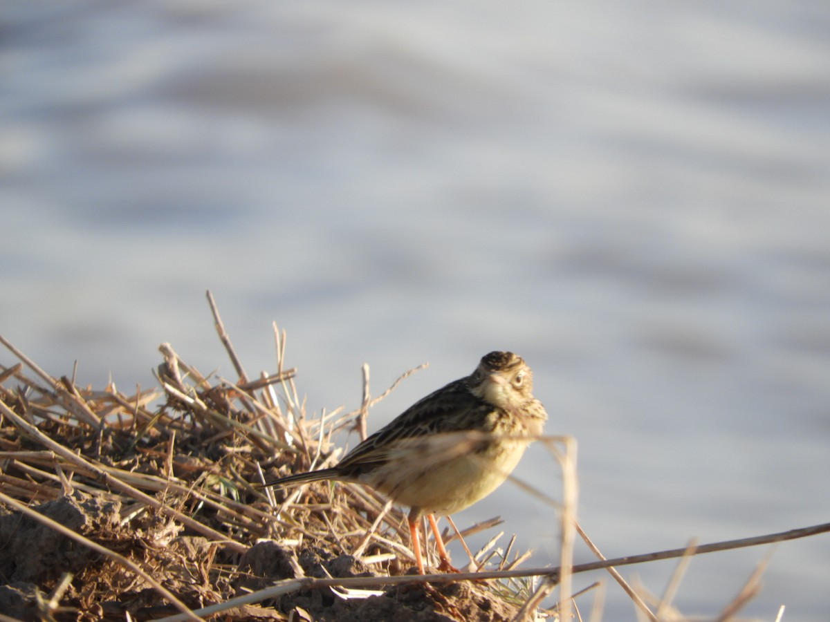 Yellowish Pipit - ML621969600