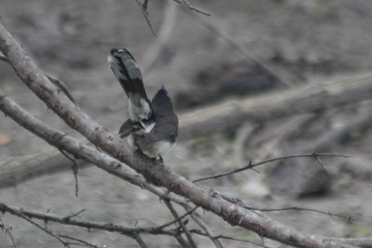 Malaysian Pied-Fantail - ML621969633