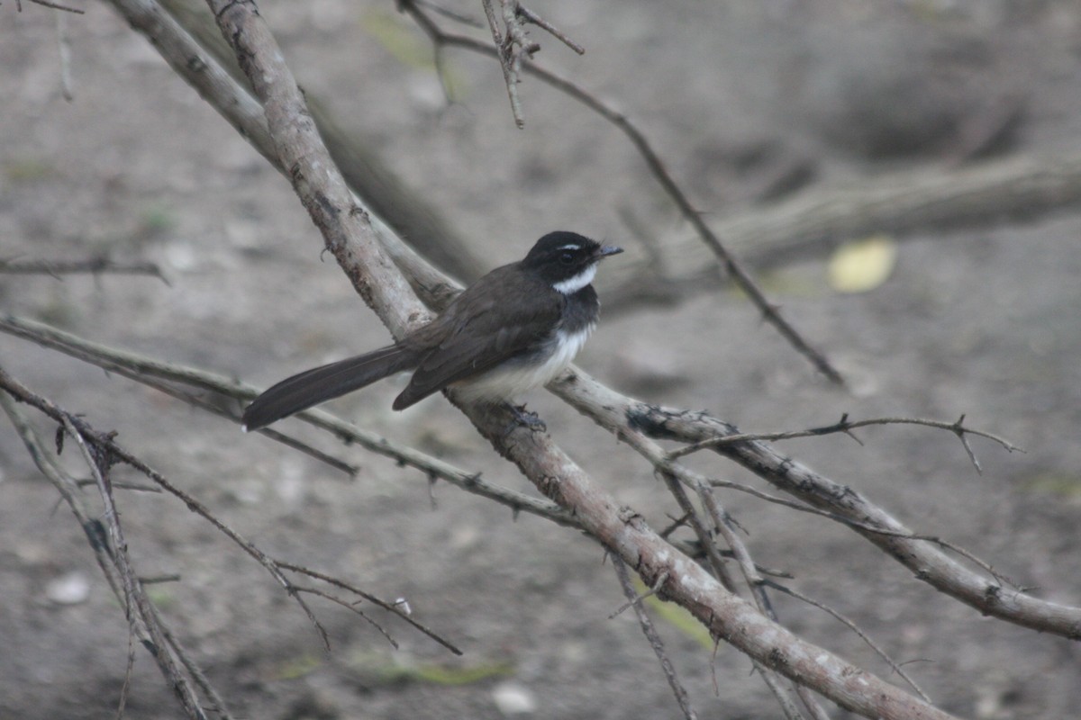 Malaysian Pied-Fantail - James Lambert