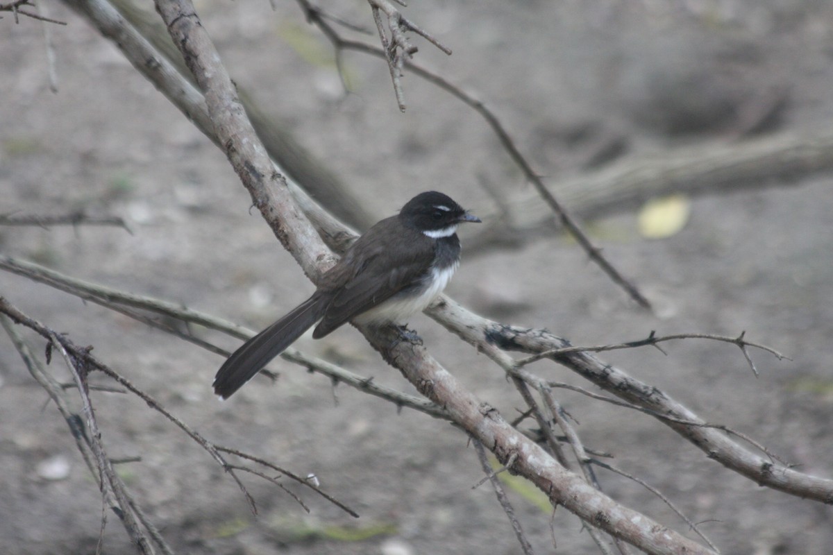 Malaysian Pied-Fantail - ML621969635