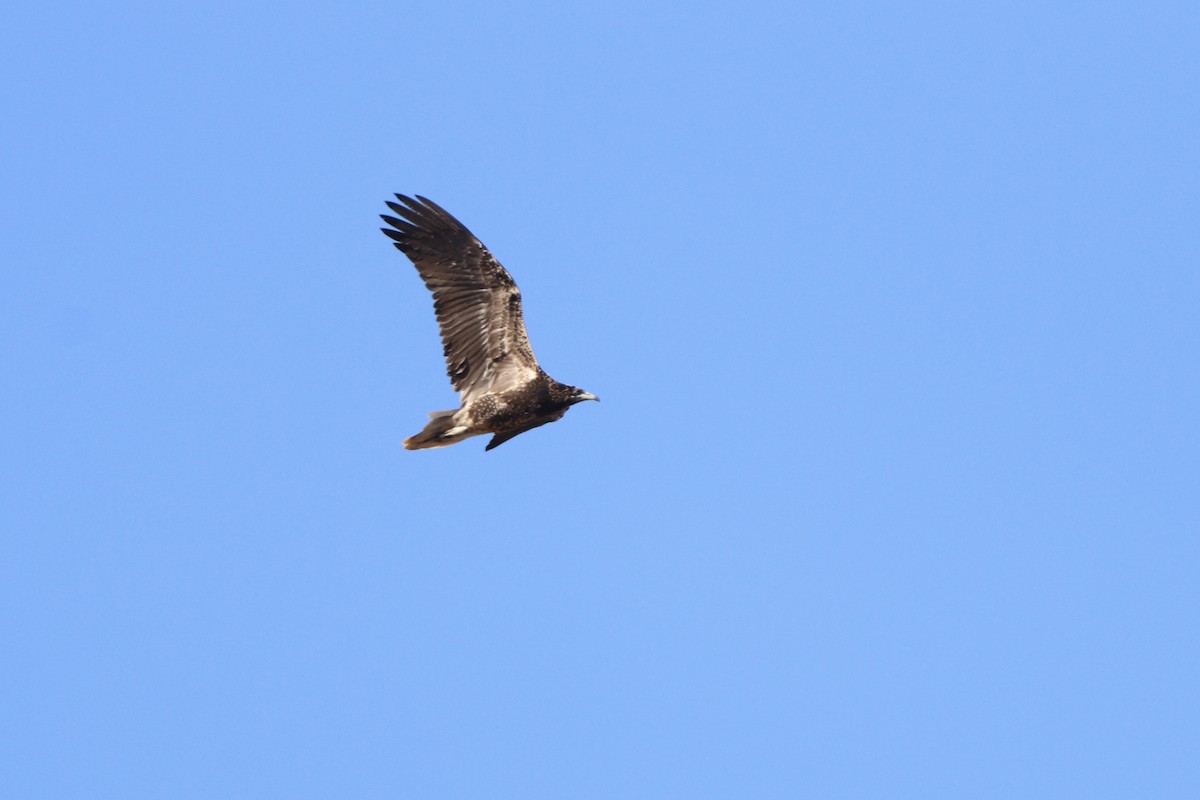 Egyptian Vulture - ML621969649
