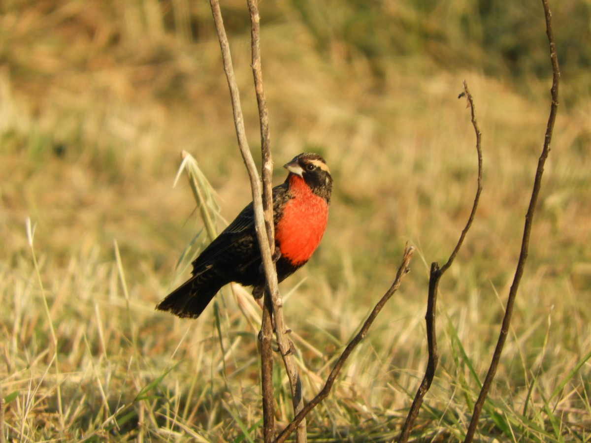 White-browed Meadowlark - ML621969651