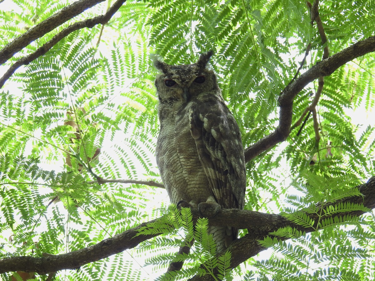 Grayish Eagle-Owl - Akash Gulalia