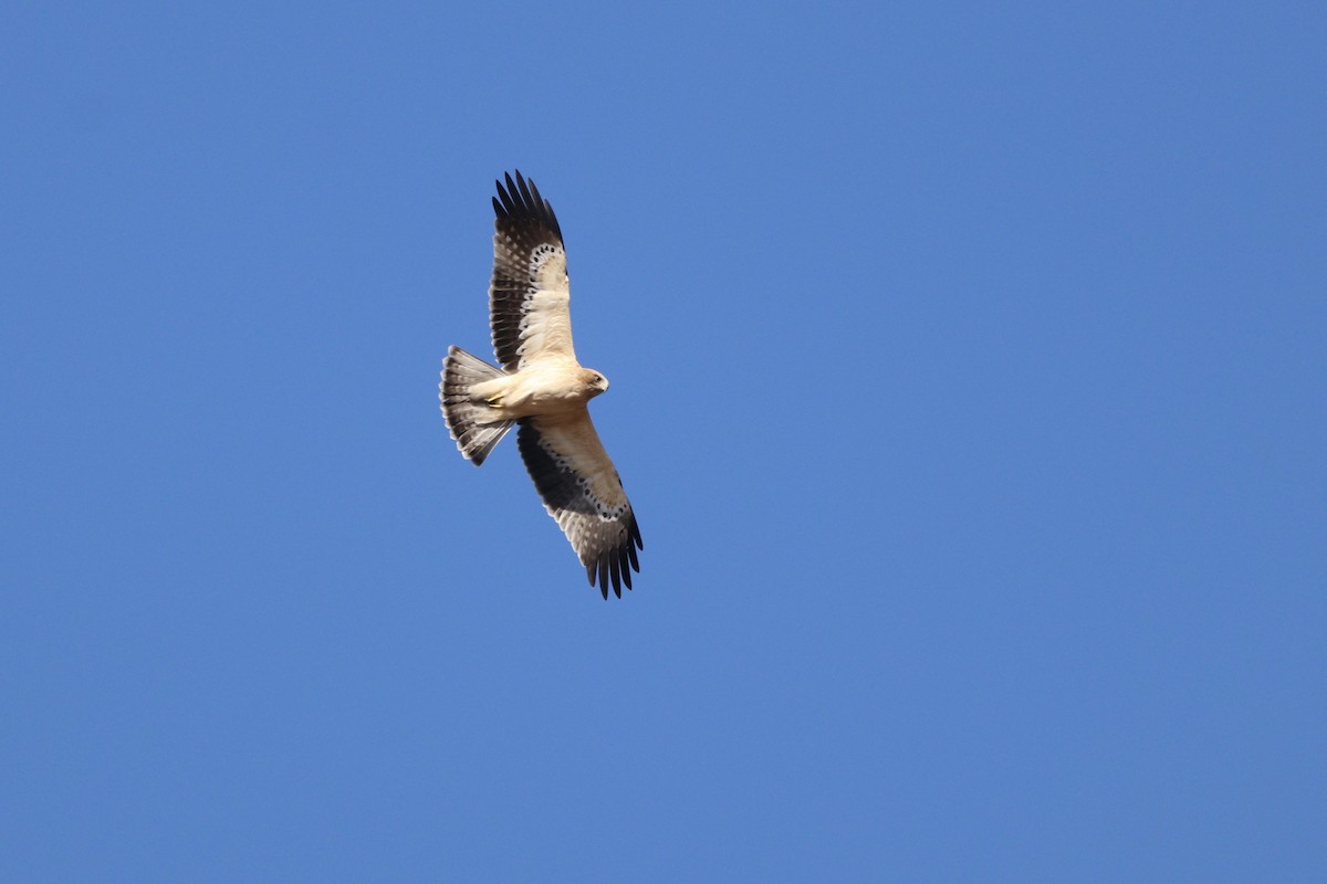 Booted Eagle - ML621969669