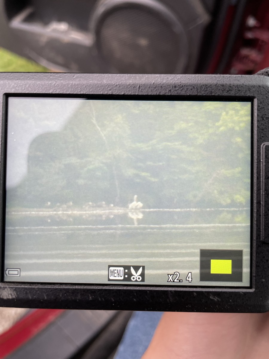 American White Pelican - ML621969687