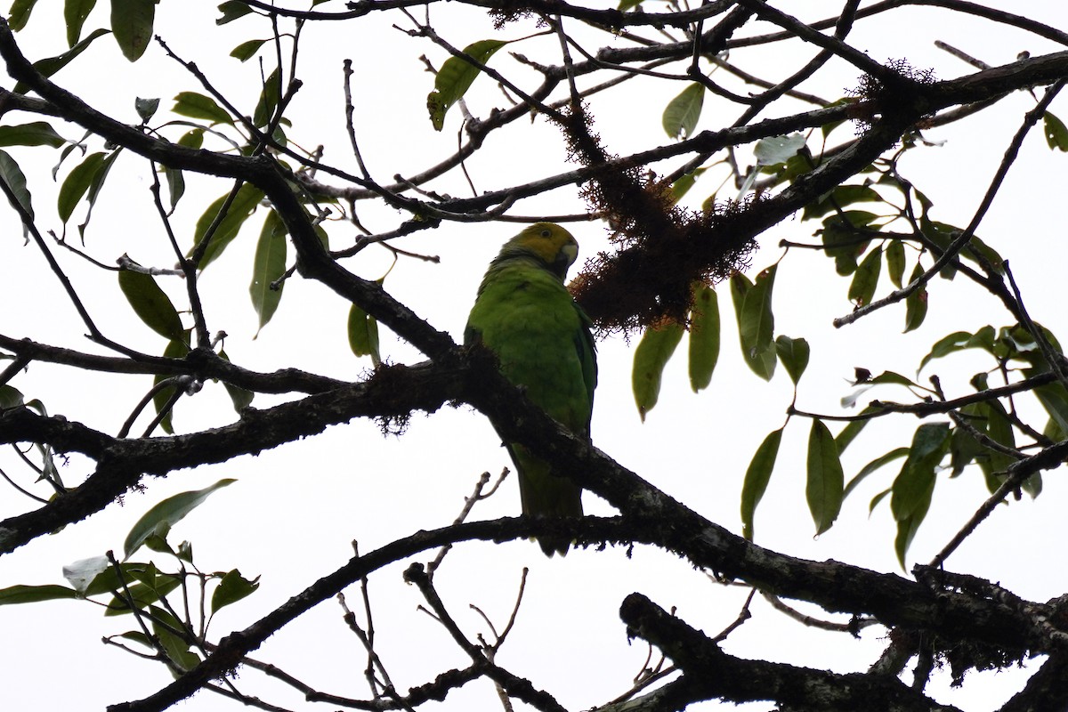Singing Parrot - ML621969705