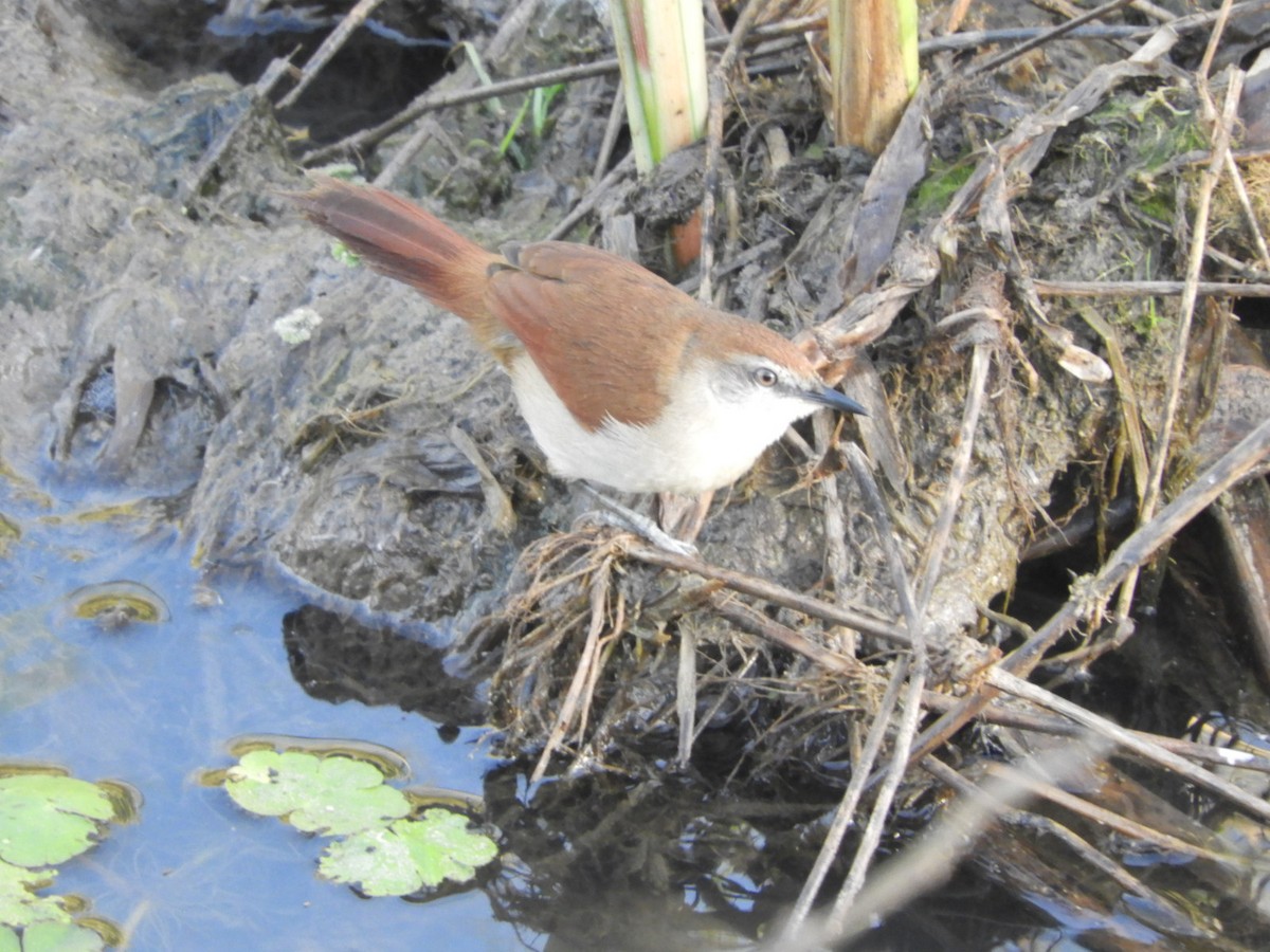 Yellow-chinned Spinetail - ML621969732