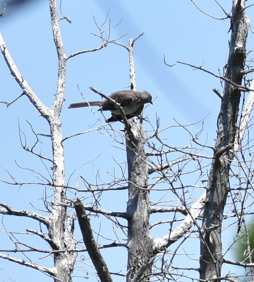 Northern Mockingbird - ML621969737