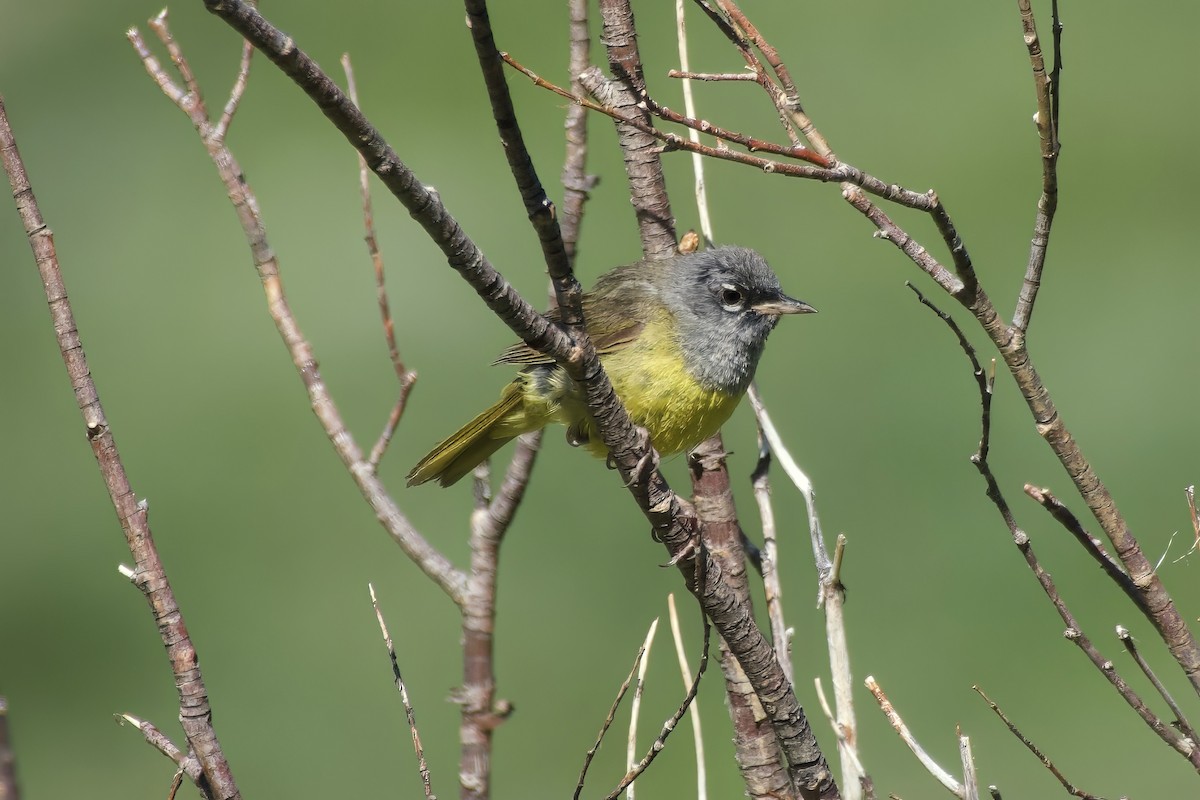 MacGillivray's Warbler - ML621969752