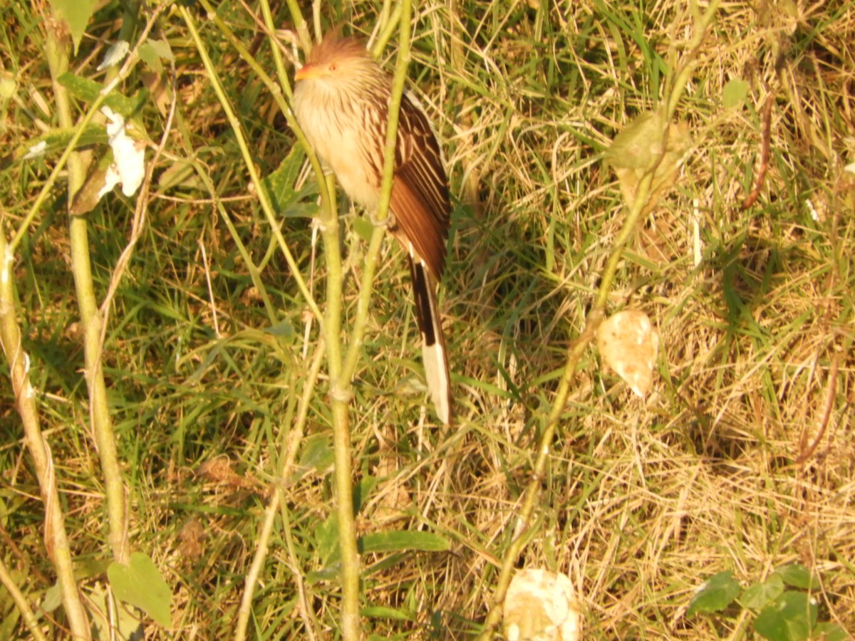 Guira Cuckoo - Silvia Enggist