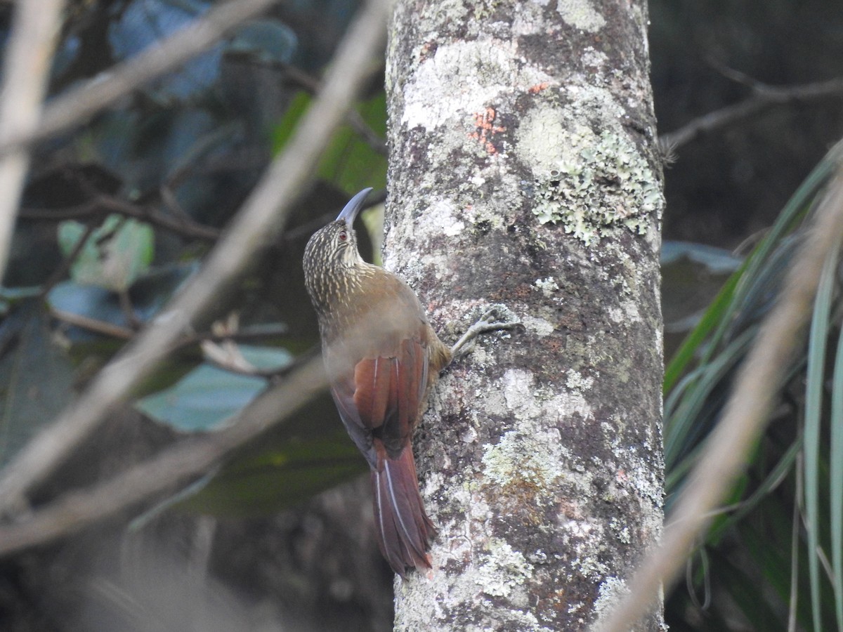 White-throated Woodcreeper - ML621969762