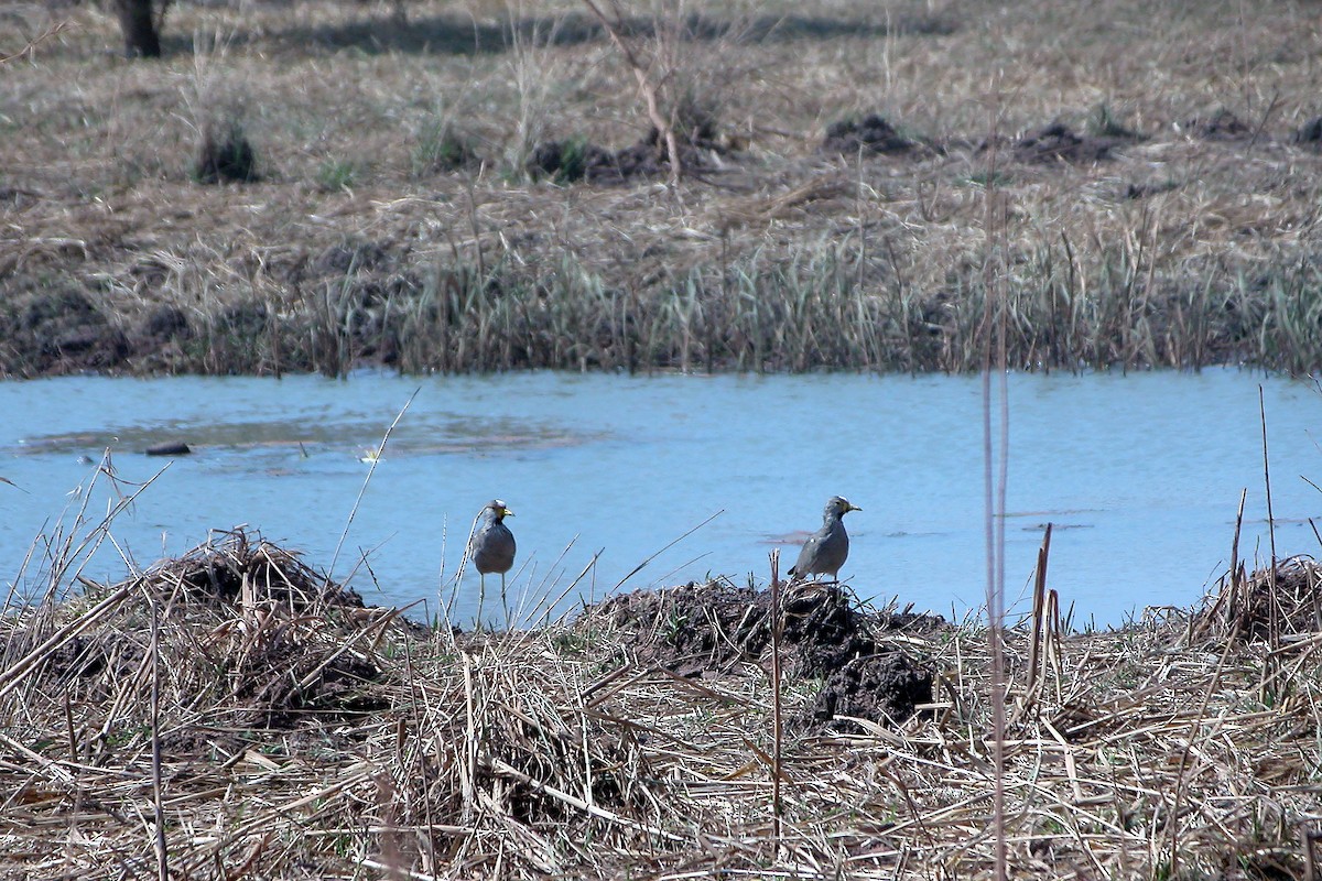 Wattled Lapwing - ML621969779