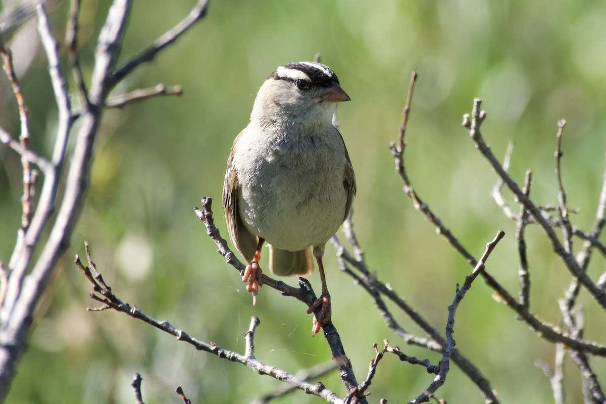 White-crowned Sparrow - ML621969800
